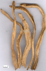 百部止咳湯 百部止咳湯