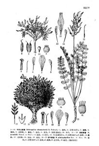 團墊黃耆 團墊黃耆