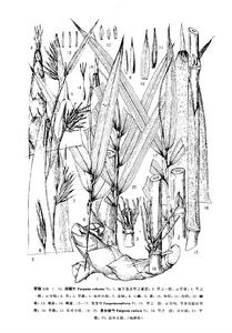 景谷箭竹 景谷箭竹