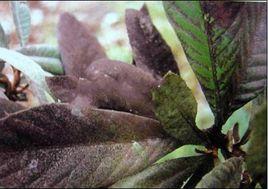 枇杷煙霉病