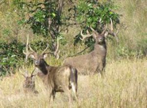 鬣鹿摩鹿加群島亞種 鬣鹿摩鹿加群島亞種