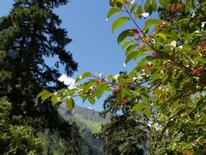 亞高山莢蒾 亞高山莢蒾