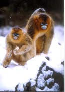 周至金絲猴自然保護區