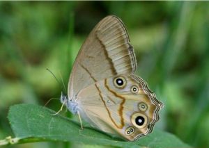 連紋黛眼蝶 連紋黛眼蝶