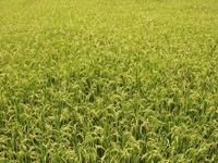 三義南自然村 三義南自然村