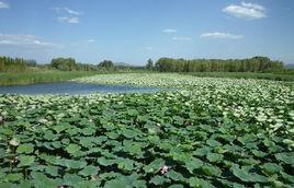 北京野鴨湖濕地自然保護區 北京野鴨湖濕地自然保護區