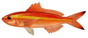 多帶梅鯛 多帶梅鯛