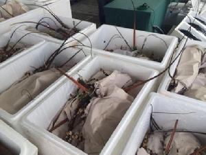 4&middot;4果洲群島走私案