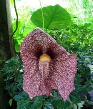 囊花馬兜鈴 囊花馬兜鈴