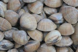 東港大黃蜆 東港大黃蜆