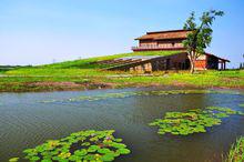 杭州灣濕地風光