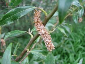 近硬葉柳 近硬葉柳