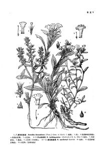 疏花軟紫草 疏花軟紫草