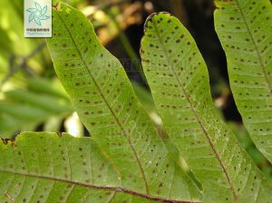 崖姜蕨屬 崖姜蕨屬