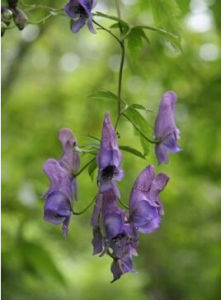 匐枝烏頭 匐枝烏頭