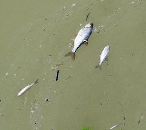 毛爾曹爾河上漂浮著死魚