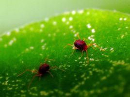 葉毛美綏蟎 葉毛美綏蟎