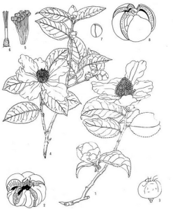 蒙自山茶 蒙自山茶