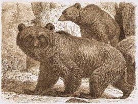 阿特拉斯棕熊 阿特拉斯棕熊