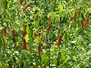 辣椒