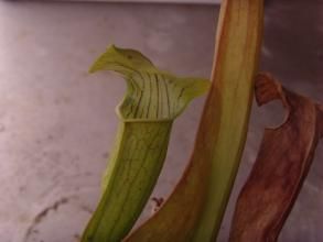 翼狀瓶子草 翼狀瓶子草