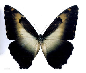 維尼閃蝶 維尼閃蝶