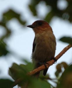 牙買加厚嘴霸鶲
