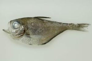 擬金眼鯛科 擬金眼鯛科