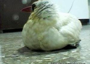 （圖）紅尾熱帶鳥