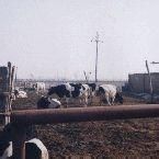 東閆杖子村 東閆杖子村