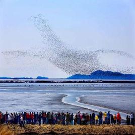 鴨綠江口濕地保護區 鴨綠江口濕地保護區