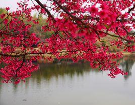 中國紅櫻花