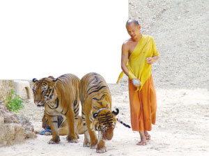 虎廟的僧人帶著老虎“放風”