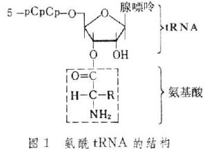 蛋白質生物合成 蛋白質生物合成