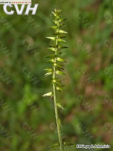 柳葉牛膝 柳葉牛膝