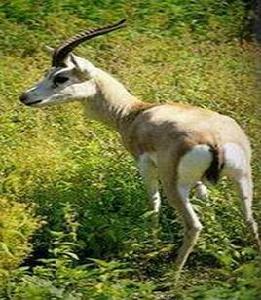 鵝喉羚 鵝喉羚
