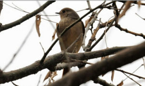 藍額長腳地鴝 藍額長腳地鴝