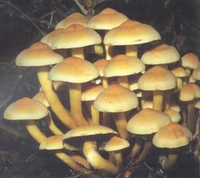 簇生沿絲傘 簇生沿絲傘