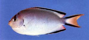 渡邊月蝶魚 渡邊月蝶魚