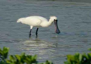 上海崇明東灘鳥類國家級自然保護區