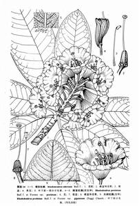 翹首杜鵑 翹首杜鵑