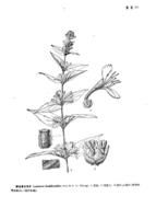 醉魚草狀忍冬 醉魚草狀忍冬