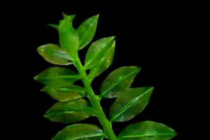 喜馬拉雅砂蘚 喜馬拉雅砂蘚