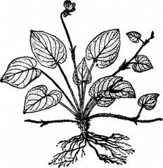 尖葉柔毛堇菜 尖葉柔毛堇菜