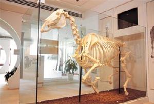 香港賽馬博物館