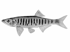 克氏低線鱲 克氏低線鱲