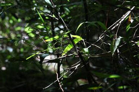 角裂懸鉤子 角裂懸鉤子