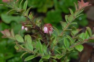 鹿蹄草葉白珠 鹿蹄草葉白珠