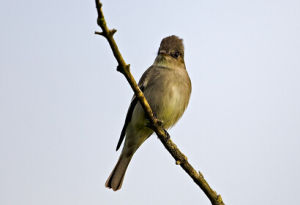 西林綠霸鶲 西林綠霸鶲