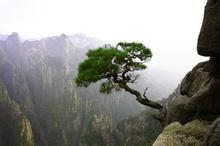 黃山絕壁松 黃山絕壁松
